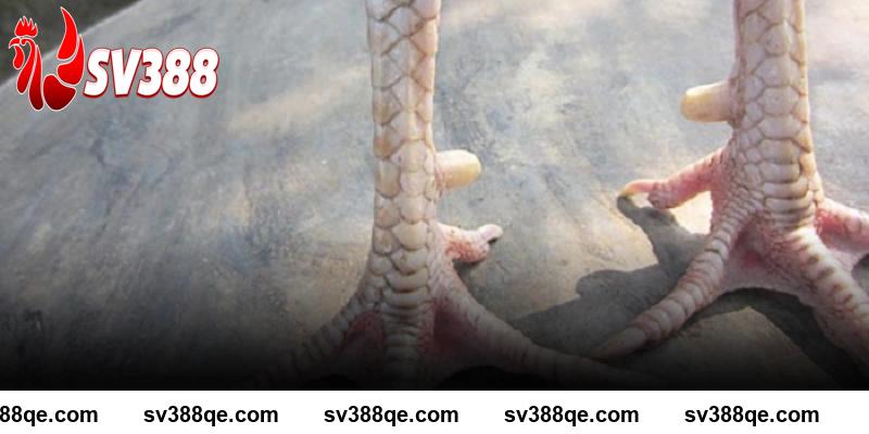Các loại vảy gà quý hiếm SV388