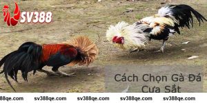 Cách Chọn Gà Đá Cựa Sắt Hiệu Quả Chuẩn Cho Sư Kê Từ SV388