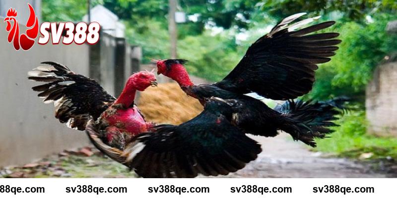 Cách xem dáng gà chọi chuẩn mà bạn nên biết SV388
