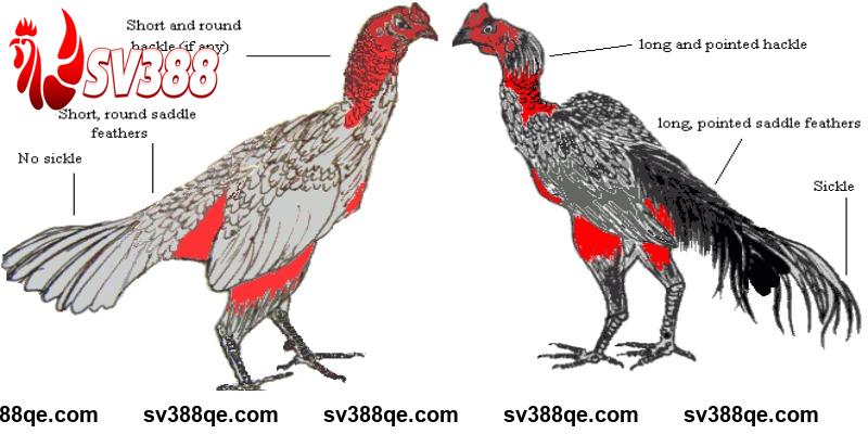 Cách xem dáng gà chọi hầu với nhiều kỹ năng tốt SV388