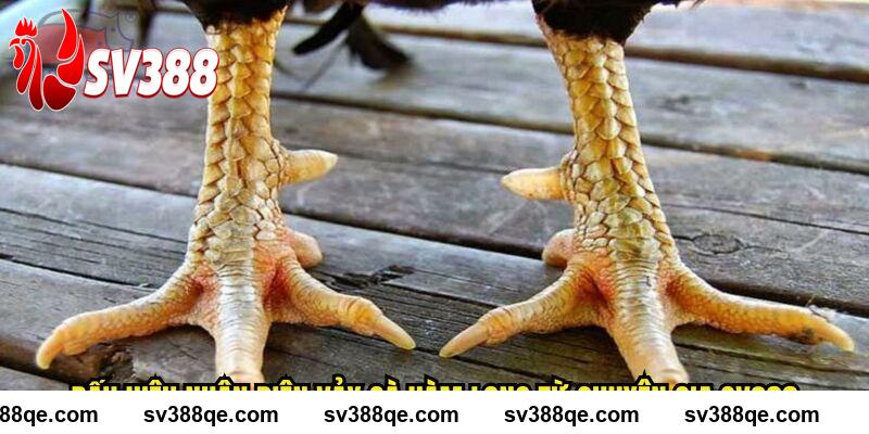 Dấu hiệu nhận diện vảy gà hàm long từ chuyên gia SV388