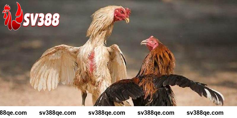 Gà đá đòn độc tư thế đá dĩa SV388