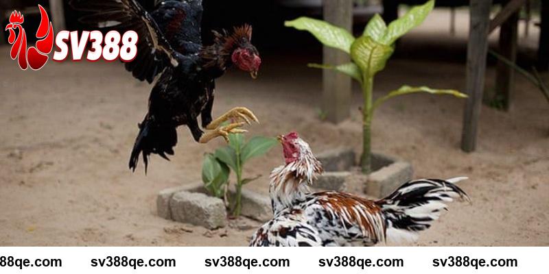 Gà đá đòn độc đá hầu SV388