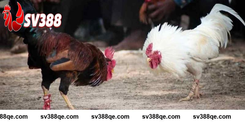 Gà đá đòn độc đá mé SV388