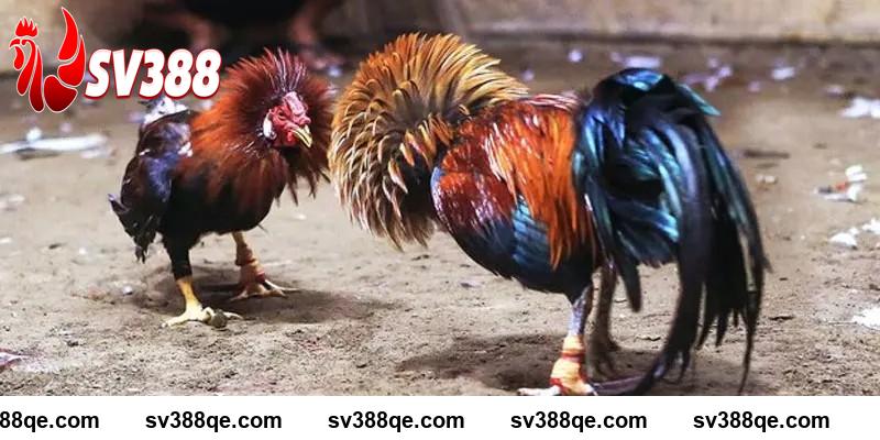 Gà đá đòn độc hồi mã thương SV388