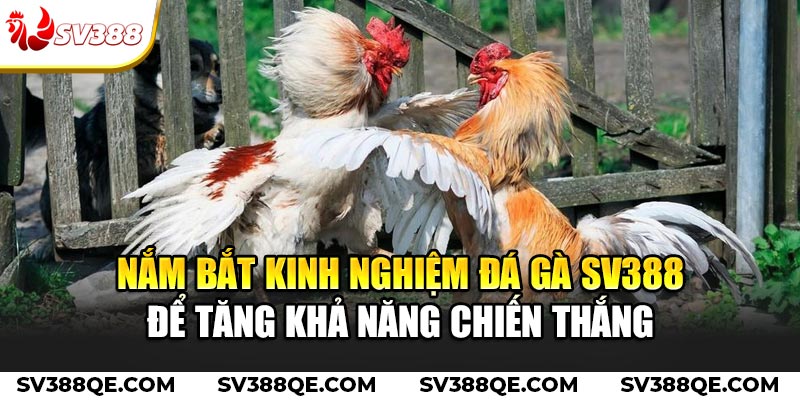 Nắm bắt kinh nghiệm đá gà SV388 để tăng khả năng chiến thắng