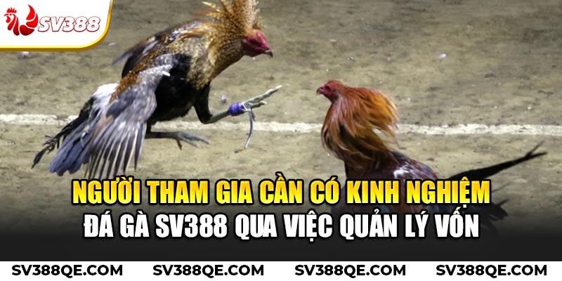 Người tham gia cần có kinh nghiệm đá gà SV388 qua việc quản lý vốn