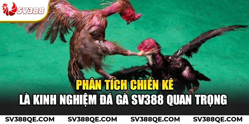 Phân tích chiến kê là kinh nghiệm đá gà SV388 quan trọng 