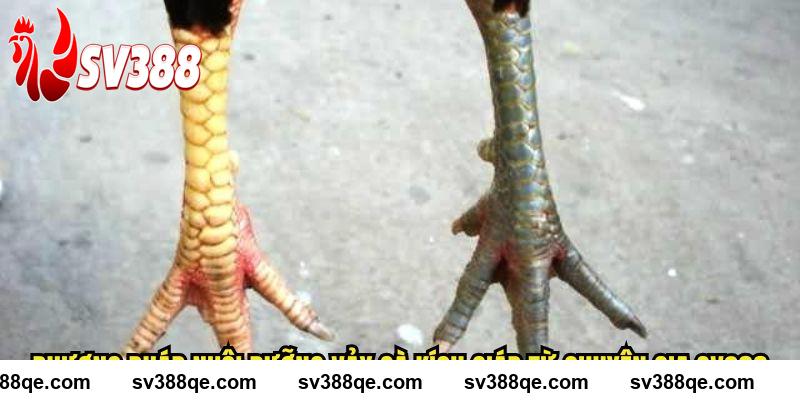 Phương pháp nuôi dưỡng vảy gà kích giáp từ chuyên gia SV388