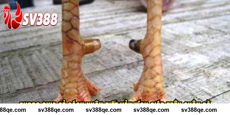 SV388 chia sẻ cách nhận biết vảy kích giáp trên chân gà