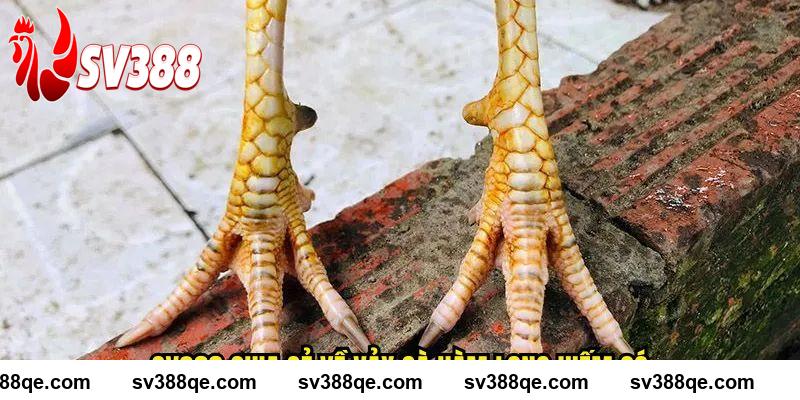 SV388 chia sẻ về vảy gà hàm long hiếm có