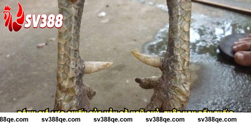 SV388 Đánh Giá Lực Chiến Của Vảy Gà Ngũ Quỷ: Thật Hay Đồn