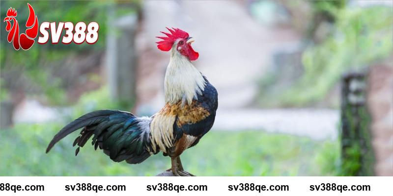 SV388 dựa vào tiếng gáy và phong thái để chọn kê chọi