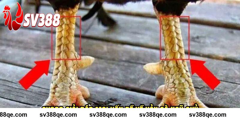 SV388 giải đáp mọi vấn đề về vảy gà ngũ quỷ
