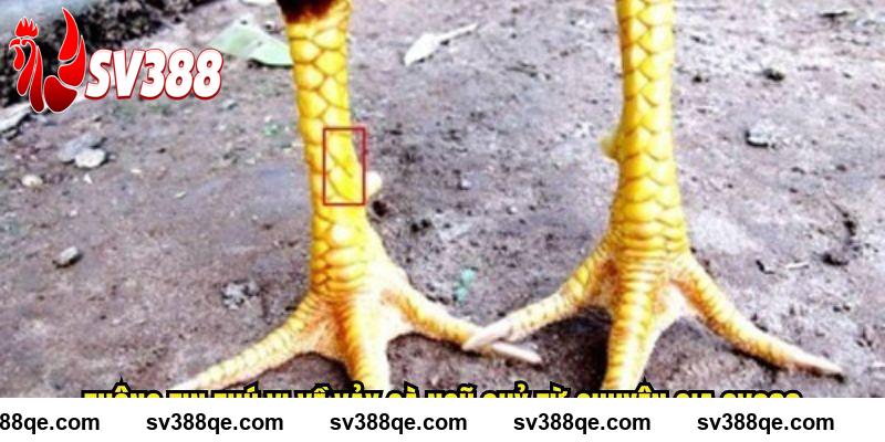 Thông tin thú vị về vảy gà ngũ quỷ từ chuyên gia SV388