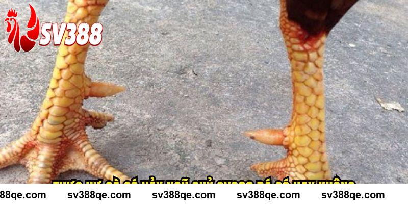Thực hư gà có vảy ngũ quỷ SV388 đá có hay không