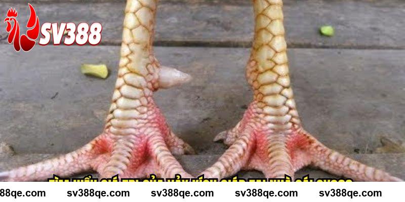 Tìm hiểu giá trị của vảy kích giáp tại nhà cái SV388 